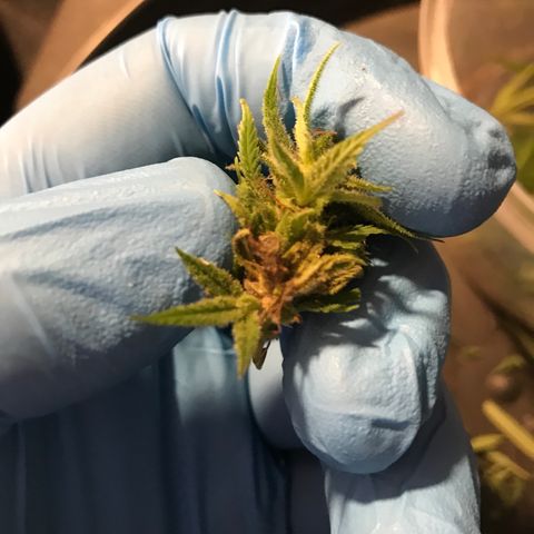 Monster Bud kush  growlog timeline photo