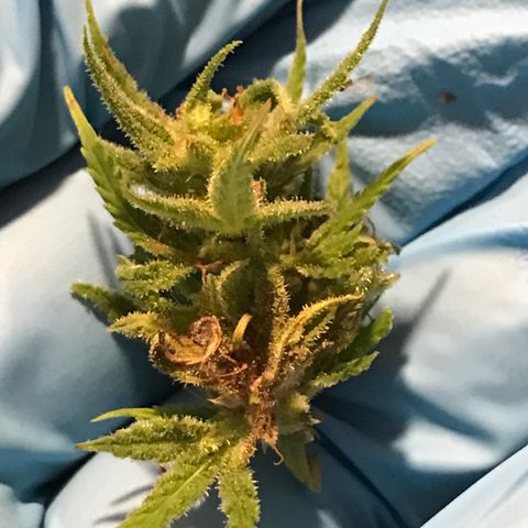 Monster Bud kush  growlog timeline photo
