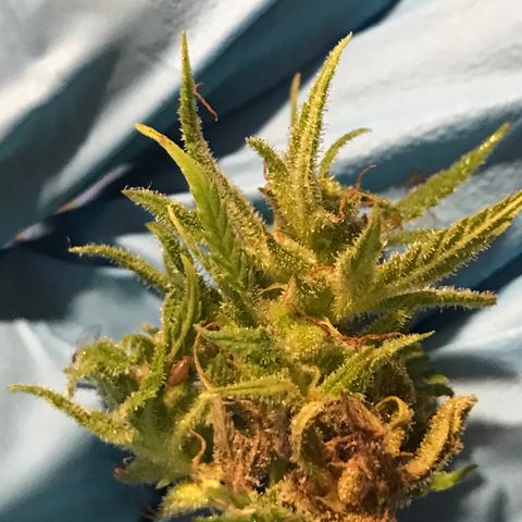 Monster Bud kush  growlog timeline photo