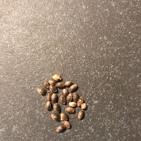 Monster Bud kush  growlog timeline photo