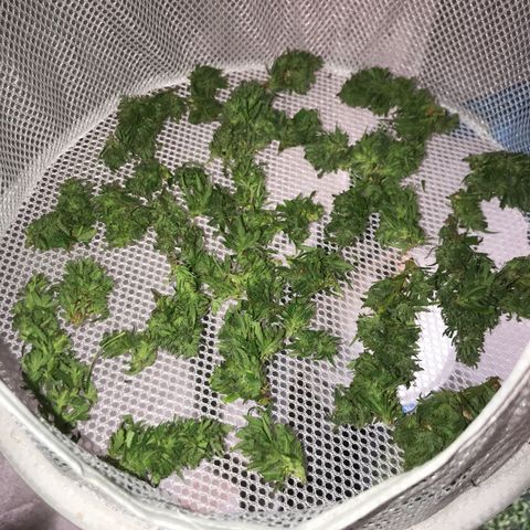 Monster Bud kush  growlog timeline photo