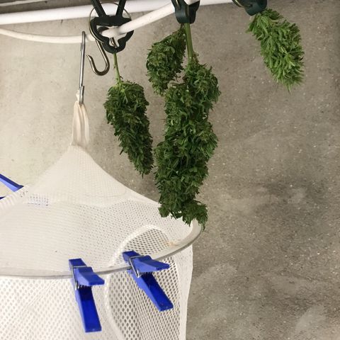 Monster Bud kush  growlog timeline photo