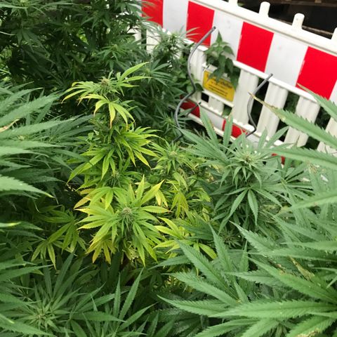 Hollands Hope  #2 growlog timeline photo