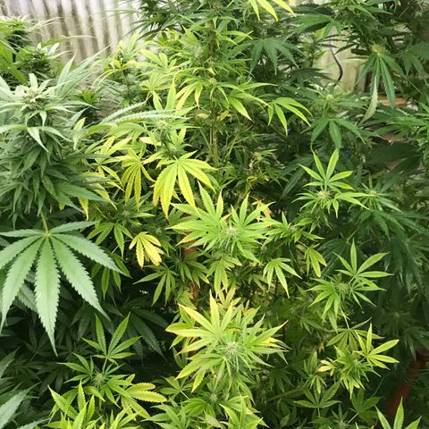 Hollands Hope  #2 growlog timeline photo