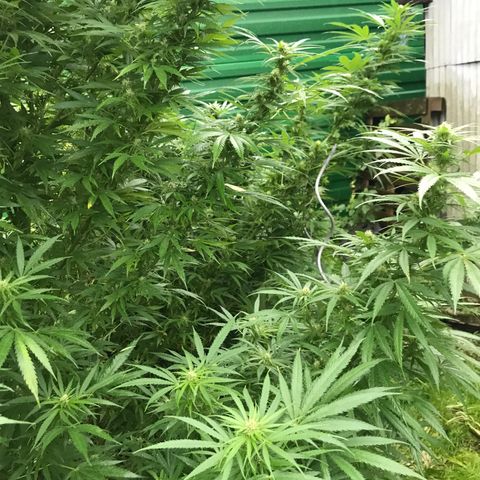 Hollands Hope  #1 growlog timeline photo