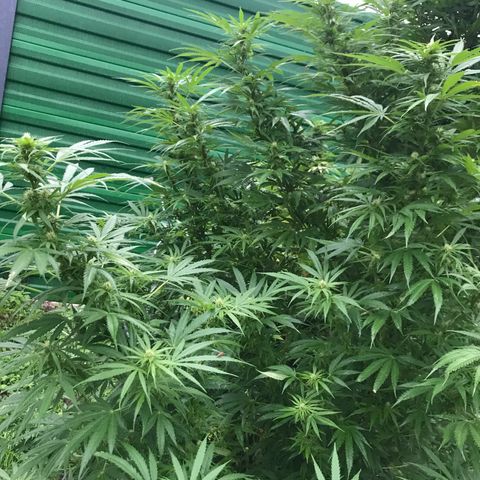 Hollands Hope  #1 growlog timeline photo
