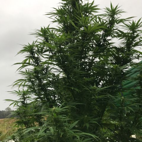 Hollands Hope  #1 growlog timeline photo