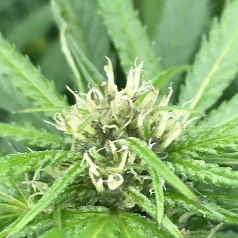 Hollands Hope  #1 growlog timeline photo