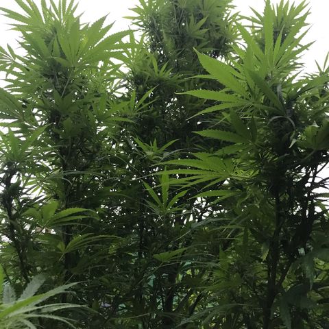 Hollands Hope  #1 growlog timeline photo