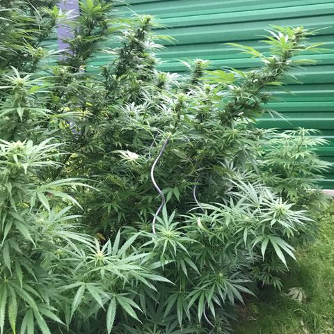 Monster Bud kush  growlog timeline photo