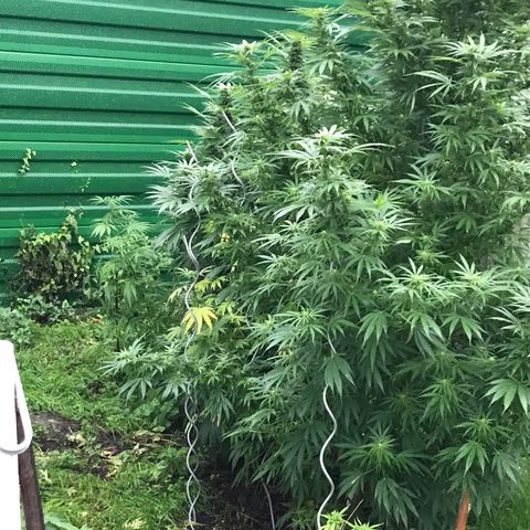 Monster Bud kush  growlog timeline photo