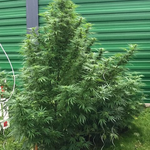 Monster Bud kush  growlog timeline photo