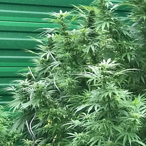 Monster Bud kush  growlog timeline photo