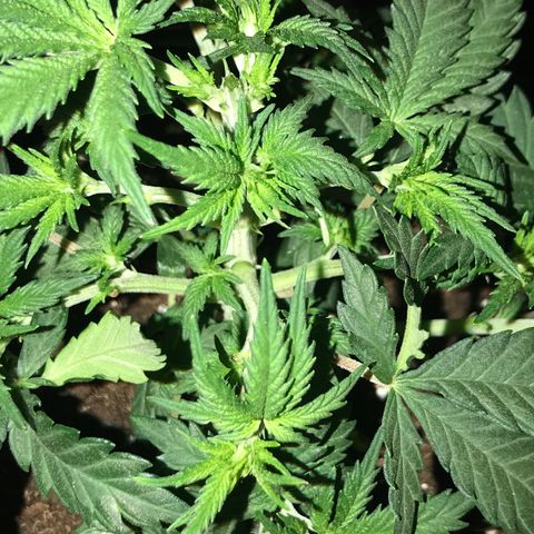 Sweet Lemon Ak #3 growlog photo: Wurde getoppt und ein bisschen entlaubt