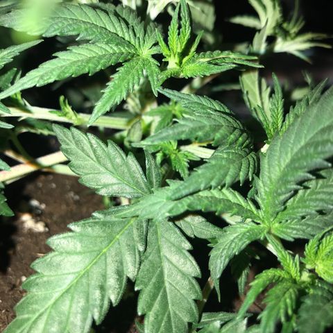 Sweet Lemon Ak #3 growlog photo: Wurde getoppt und ein bisschen entlaubt