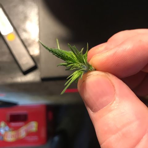 Sweet Lemon Ak #3 growlog photo: Wurde getoppt und ein bisschen entlaubt