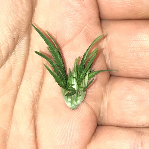 Sweet Lemon Ak #3 growlog photo: Wurde getoppt und ein bisschen entlaubt