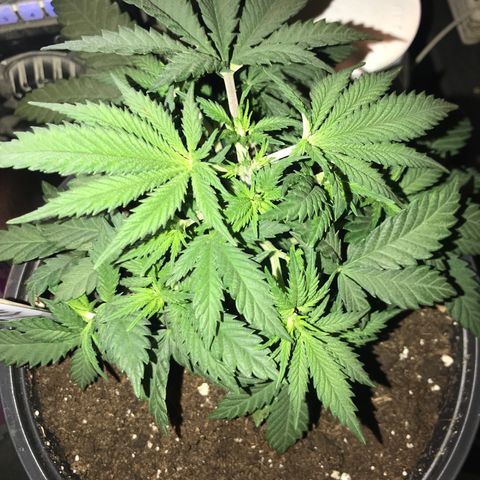 Sweet Lemon Ak #3 growlog photo: Wurde getoppt und ein bisschen entlaubt