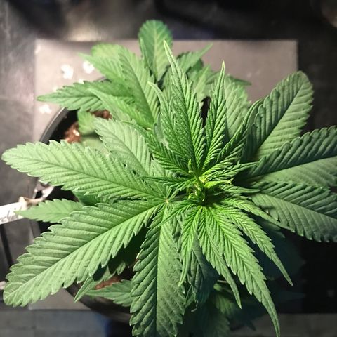 Black Orchid  #3 growlog timeline photo