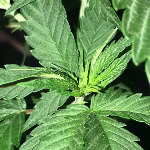 Black Orchid  #3 growlog timeline photo