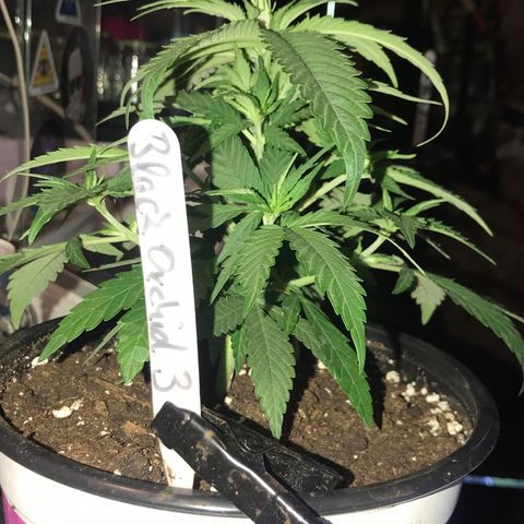 Black Orchid  #3 growlog timeline photo