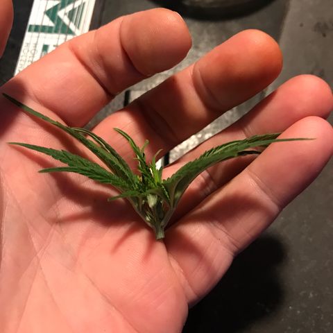 Black Orchid  #3 growlog timeline photo