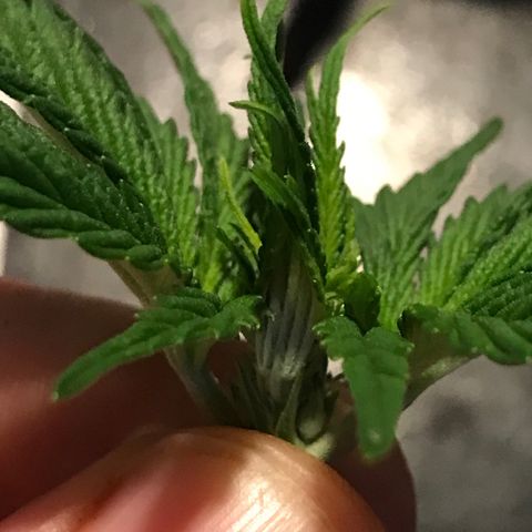 Black Orchid  #3 growlog timeline photo