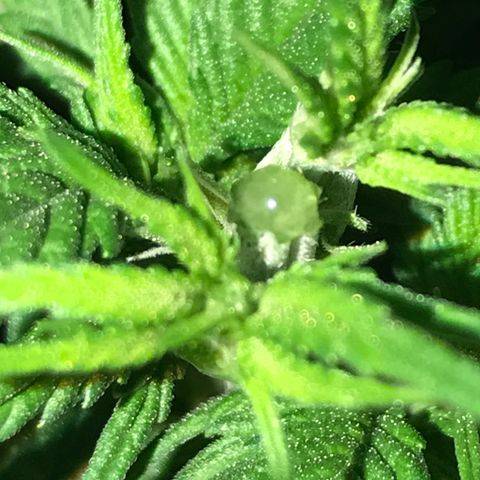 Black Orchid  #3 growlog timeline photo