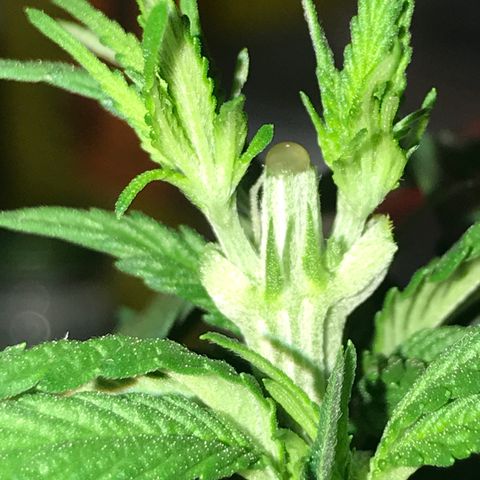 Black Orchid  #3 growlog timeline photo