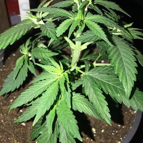 Black Orchid  #2 growlog timeline photo