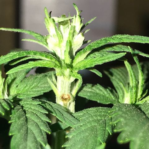 Black Orchid  #2 growlog timeline photo