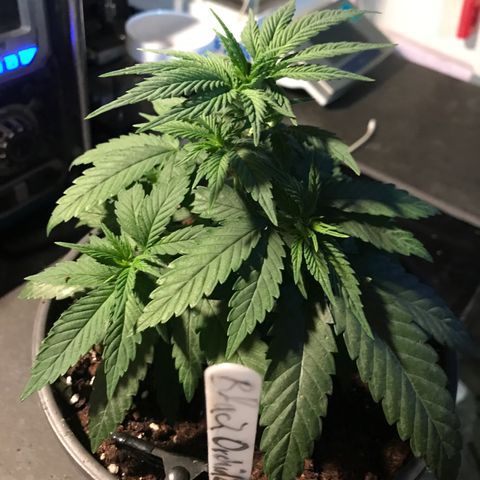 Black Orchid  #2 growlog timeline photo