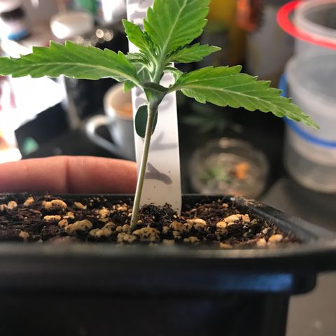 Purple Haze #1 growlog timeline photo