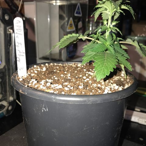 Royal Apple Fritter #3 growlog timeline photo