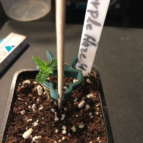 Purple Haze #4 growlog timeline photo