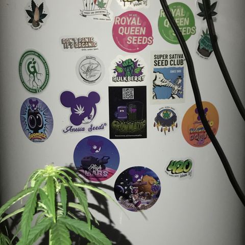 Purple Haze #1 growlog timeline photo