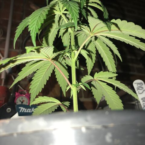 Royal Biscotti  #3 growlog timeline photo