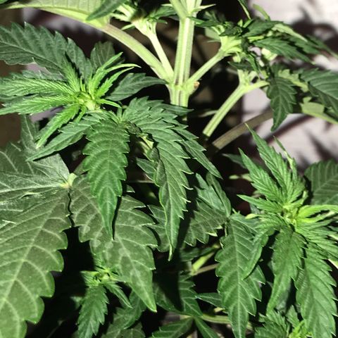 Do- Si- Dos #2 growlog timeline photo