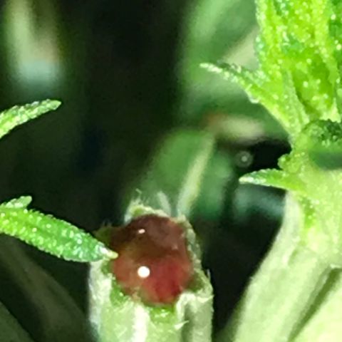 Do- Si- Dos #2 growlog timeline photo