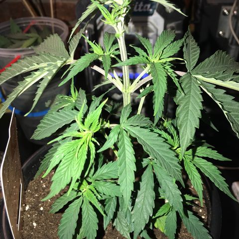 Do- Si- Dos #1 growlog timeline photo
