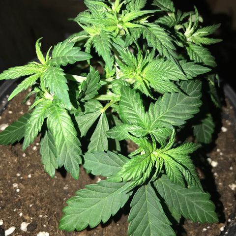 Sweet Lemon Ak #2 growlog timeline photo