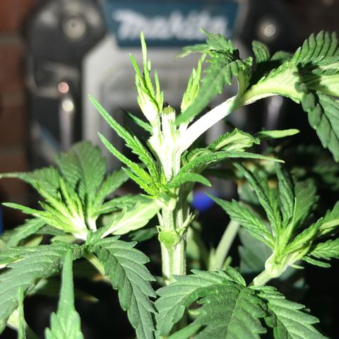 Black Orchid  #2 growlog timeline photo