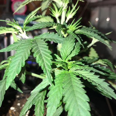 Black Orchid  #2 growlog timeline photo