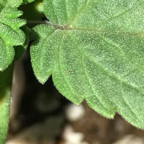 Special Queen #1 growlog timeline photo