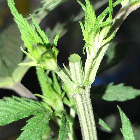 Do- Si- Dos #1 growlog timeline photo