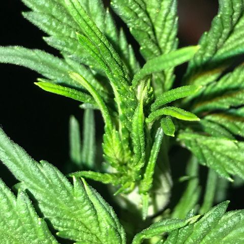 Do- Si- Dos #3 growlog timeline photo