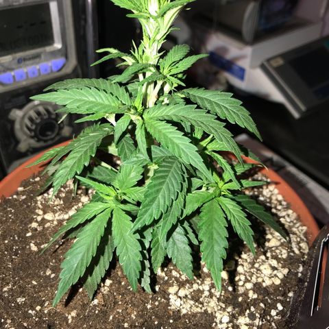 Black Orchid  #1 growlog timeline photo