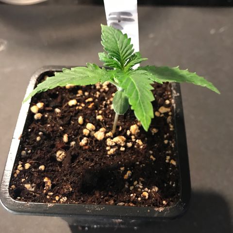 Purple Haze #1 growlog timeline photo