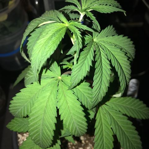 Royal Biscotti  #3 growlog timeline photo