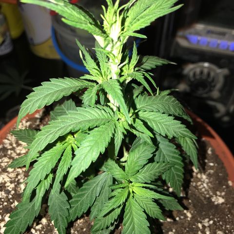 Black Orchid  #1 growlog timeline photo